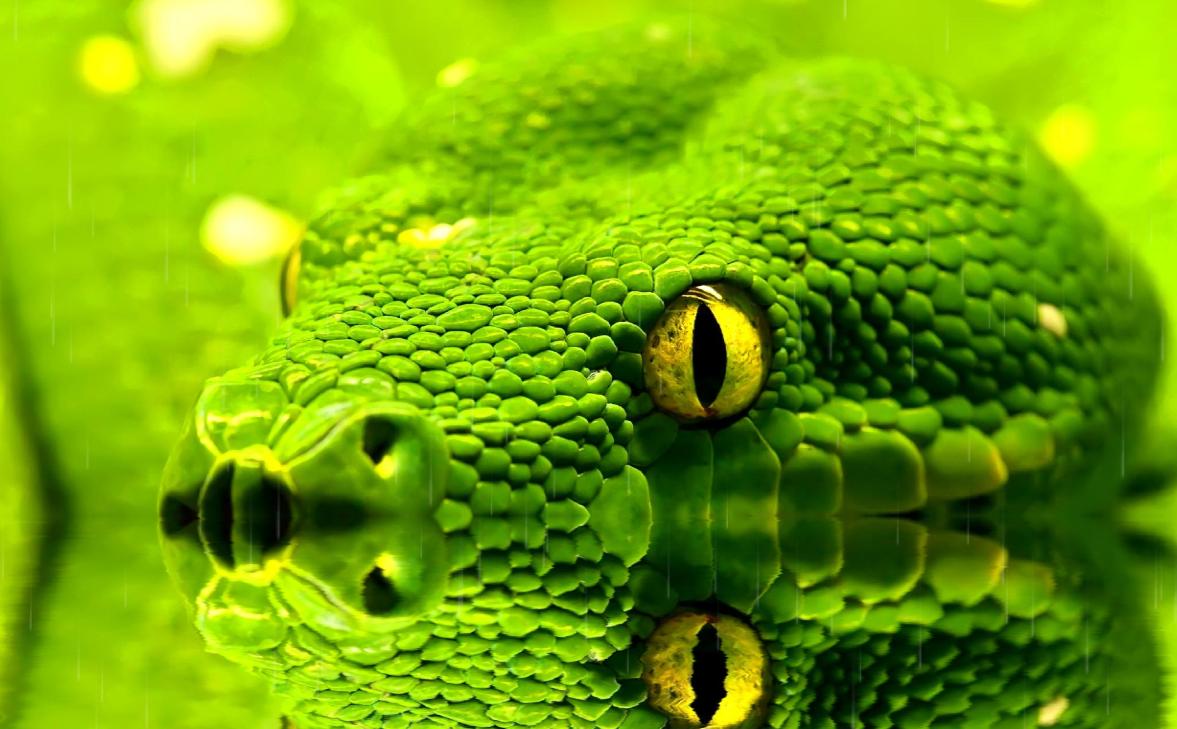 Snakes-Screensaver_m7zc